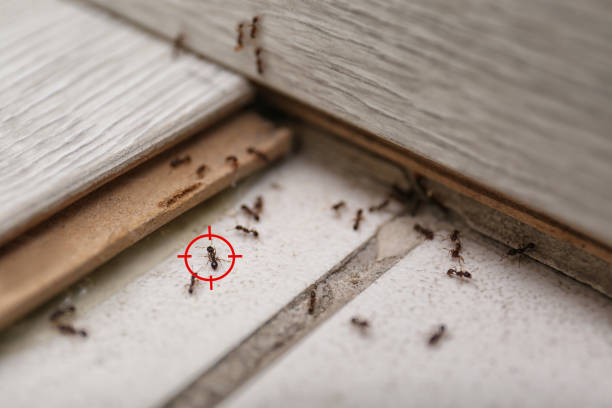 Best Best Pest Control Companies  in Clarksville, TX