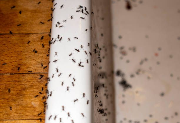 Best Exterminator Services  in Clarksville, TX