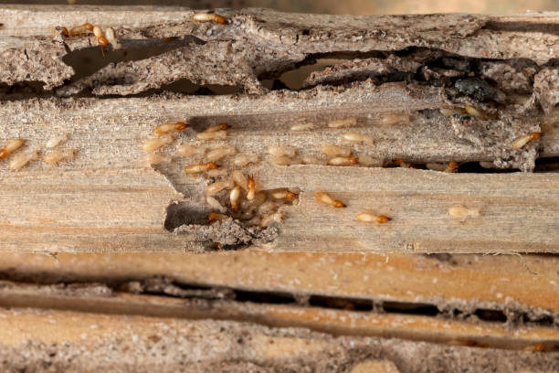 Best Emergency Pest Control  in Clarksville, TX