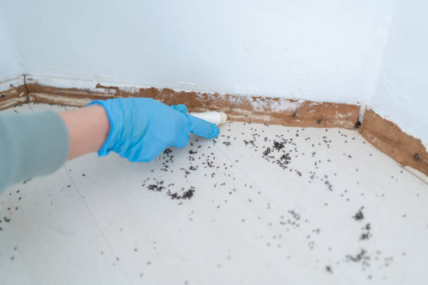 Pest Prevention Services in Clarksville, TX